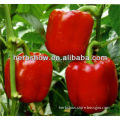 All Kinds Of Green/Red/ Hybird F1/Sweet Chili Seeds